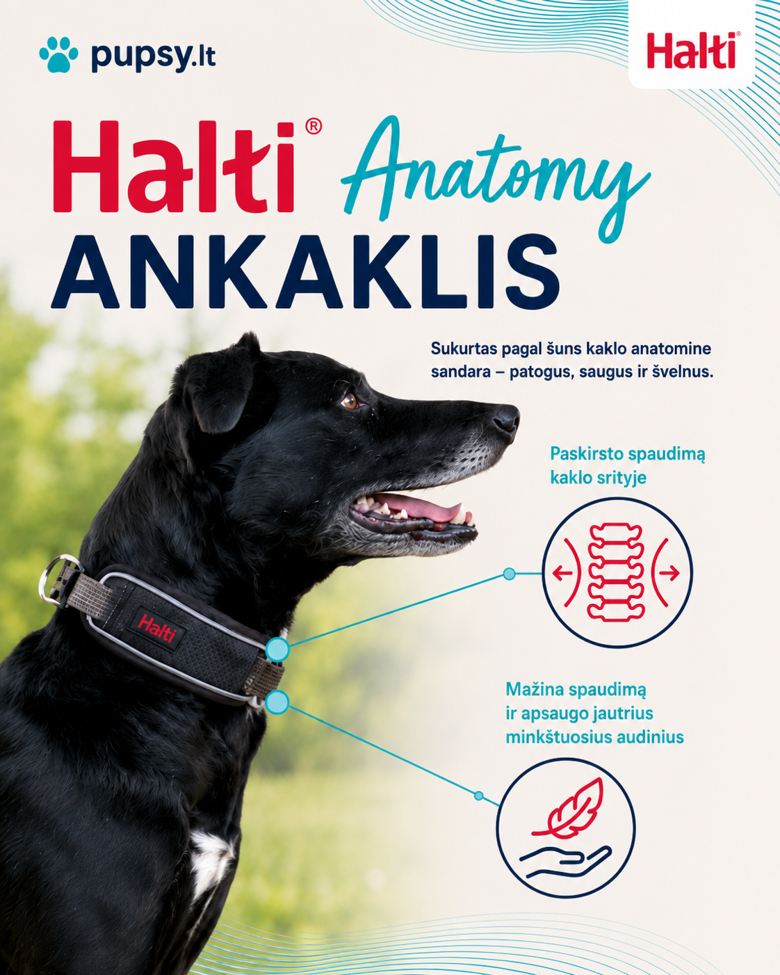 Antkaklis HALTI Anatomy