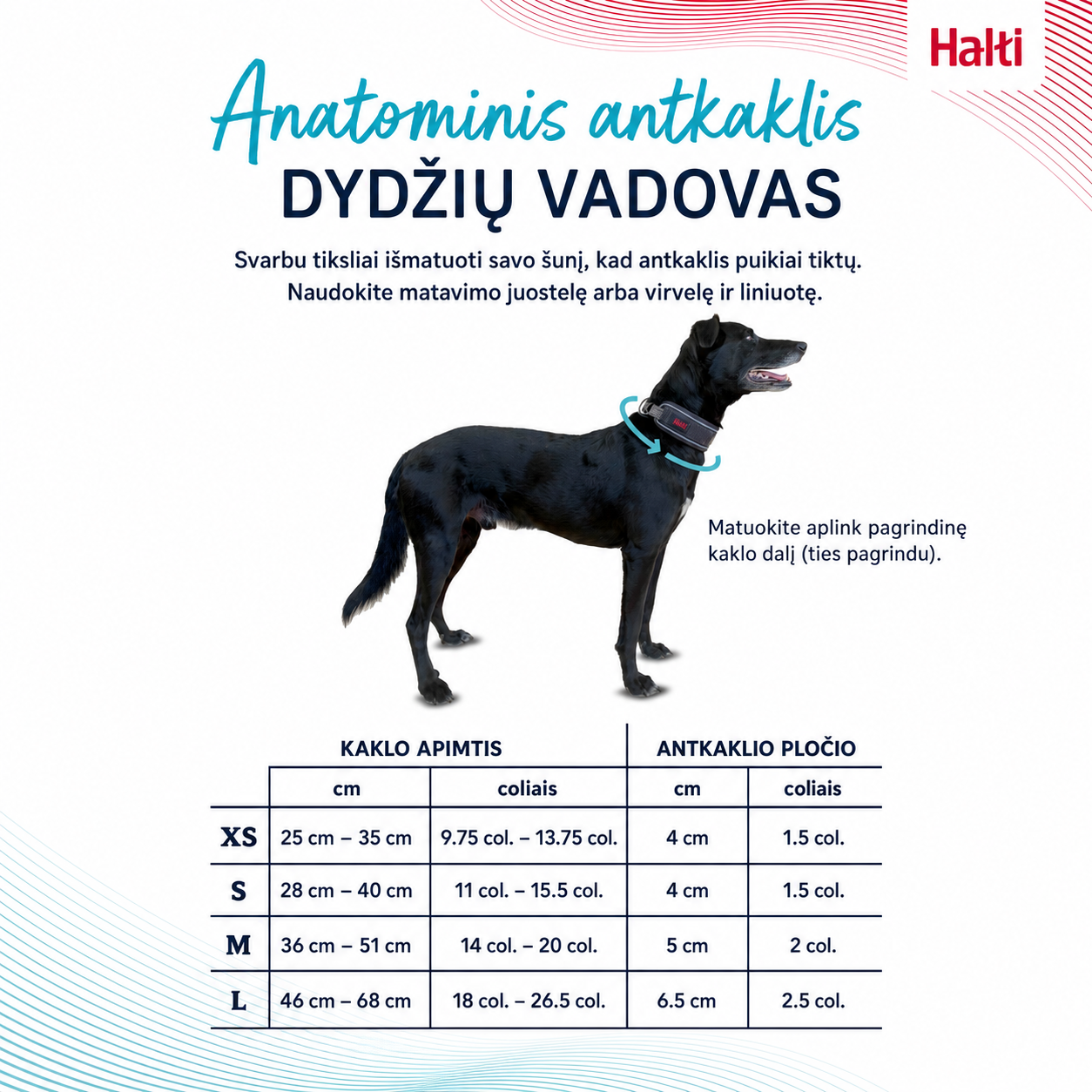 Antkaklis HALTI Anatomy - Image 2