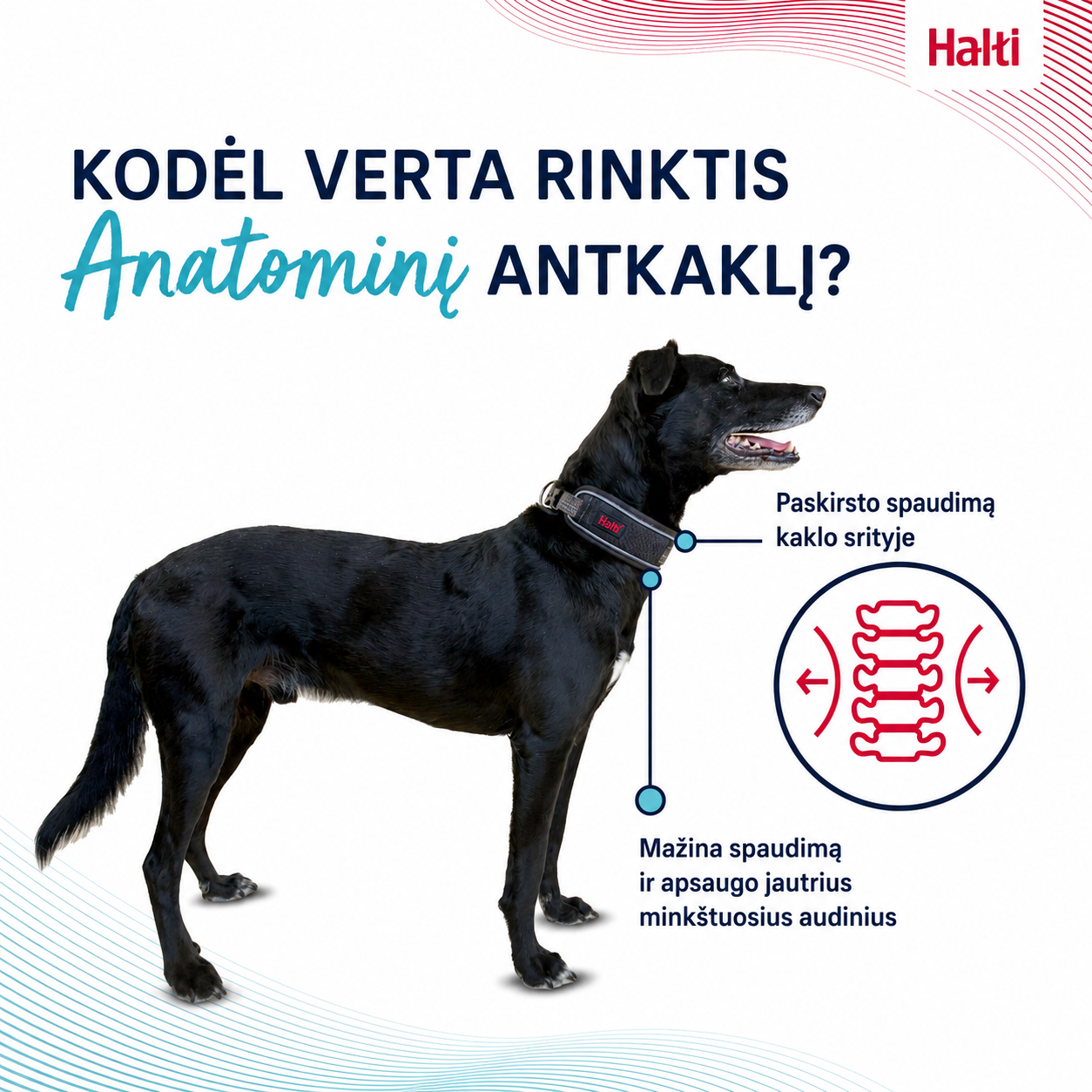 Antkaklis HALTI Anatomy - Image 5