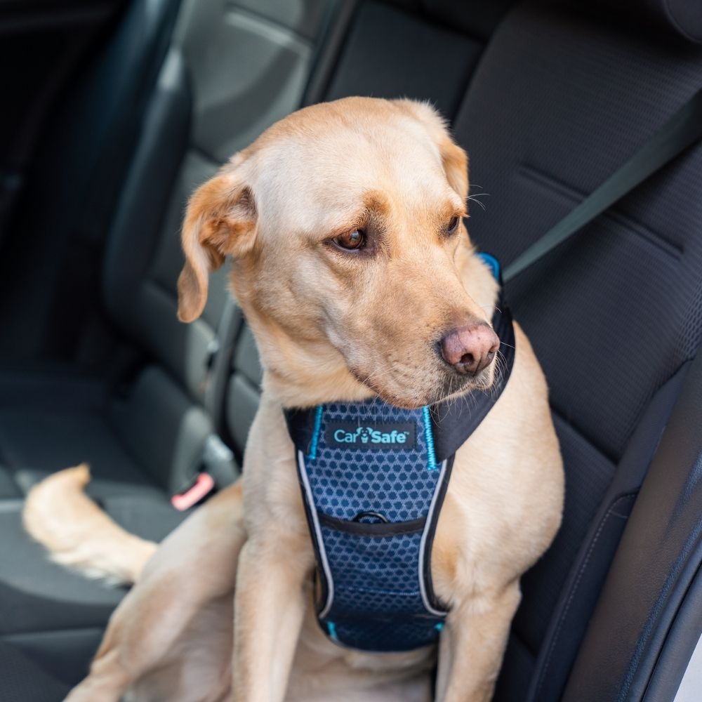CarSafe petnešos - Image 6